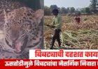 Ahilyanagar Leopard | जीव मुठीत धरून ऊसतोड: बिबट्यांच्या दहशतीत मजुरांचं काम.