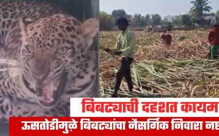 Ahilyanagar Leopard | जीव मुठीत धरून ऊसतोड: बिबट्यांच्या दहशतीत मजुरांचं काम.
