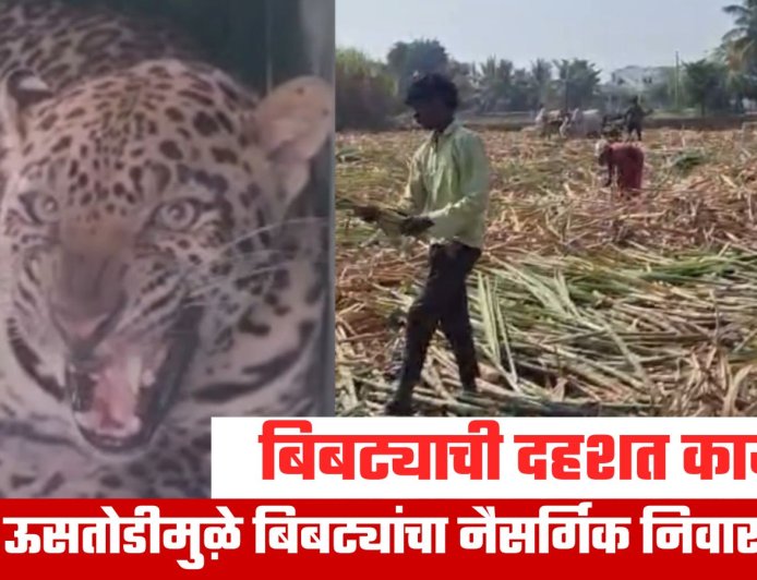 Ahilyanagar Leopard | जीव मुठीत धरून ऊसतोड: बिबट्यांच्या दहशतीत मजुरांचं काम.