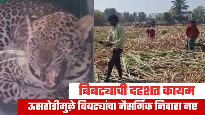 Ahilyanagar Leopard | जीव मुठीत धरून ऊसतोड: बिबट्यांच्या दहशतीत मजुरांचं काम.